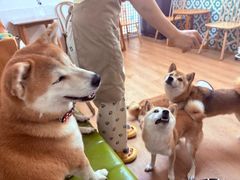 -是阿柴呀！柴犬咖啡·爱喵喵猫咖