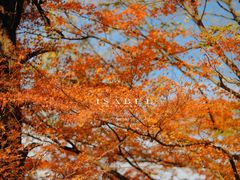 -庐山风景区花径公园