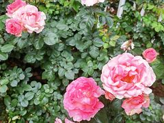 -人民公园(罗湖区)