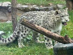 -青藏高原野生动物园