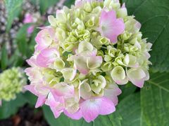 -庐山风景区花径公园