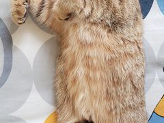 -纳吉亚猫专科动物医院博雅分院