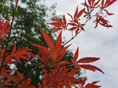 -广州市帽峰山景区