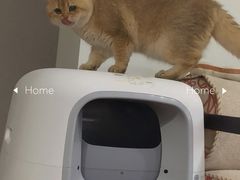 -东方名猫馆·英短金渐层布偶猫舍(环线广场1号楼店)