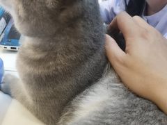 -御宝贝·A梦猫科宠物医院(国际猫友好医院)