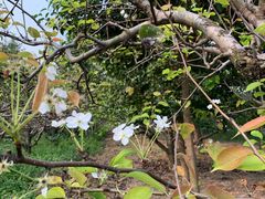 -百果园(万达揽湖苑丙铺路店)