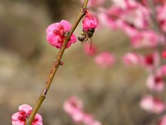 -杭州植物园