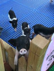 -萌宠亲子动物乐园(槐房万达店)