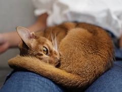 -米宠家·撸猫猫咖小萌宠·猫咪洗澡·猫咪寄养(高新大都荟店)