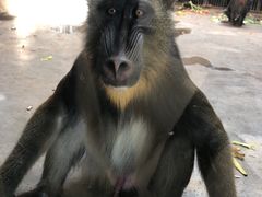 -石家庄市动物园