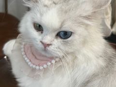 -共舞时光猫咖·狗咖(新街口店)