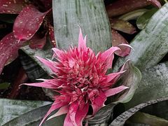 -上海辰山植物园