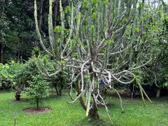-中国科学院西双版纳热带植物园