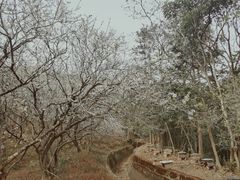 -广州市石门国家森林公园