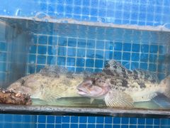 -宾朋海鲜饭庄(兴海路店)