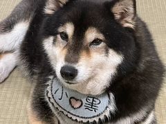 -逗柴咖啡屋·狗咖猫咖宠物桌游
