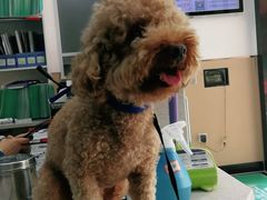 -安安宠医·臻爱宠物医院·宠保定点(营门口路分院)