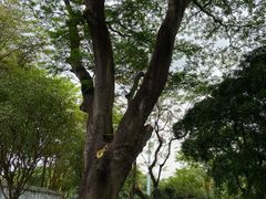 -荔香公园