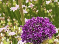 -春花秋色城市公园