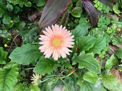 -广东茂名森林公园