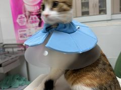 -宠颐生汉谟拉比宠物医院