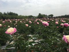 -扬州芍药园(仪征市)