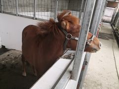 -洪湖家庭农场·团建·露营·会议