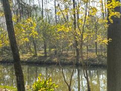 -合肥滨湖国家森林公园