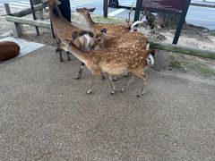 -奈良公园