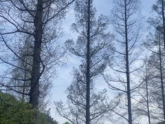 -东明山森林公园