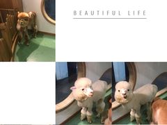 -藦茜花园宠物主题亲子互动体验馆(国顺东路店)
