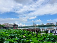 -莲花池公园