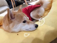 -逗柴咖啡屋·狗咖猫咖宠物桌游