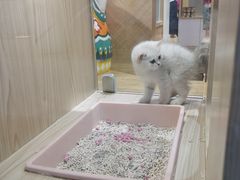 -屋虎猫馆(宝安大仟里店)