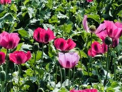 -国家植物园南园