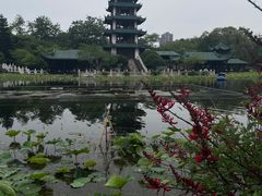 -桂湖森林公园