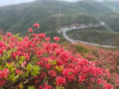 -大围山国家森林公园
