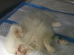 -安安宠医宠物医院·异宠·犬猫内科(岳阳分院)