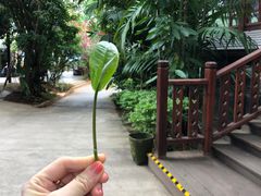 -西双版纳基诺山寨