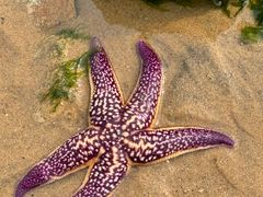 -那香海钻石沙滩浴场