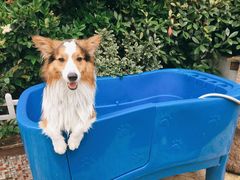 -汪说喵讲宠物乐园宠物酒店(红星美凯龙店)