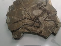 -辽宁古生物博物馆