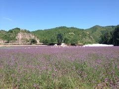 -紫海香堤香草艺术庄园