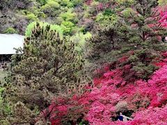 -木兰云雾山