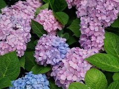 -上海共青森林公园