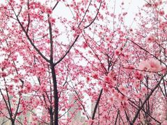 -重庆彩云湖湿地公园