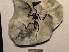 -四川大学博物馆