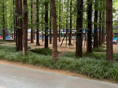 -日照海滨国家森林公园