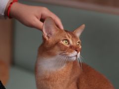 -MOCHA明星猫咖(田子坊店)