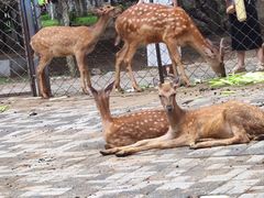 -长白岛森林公园